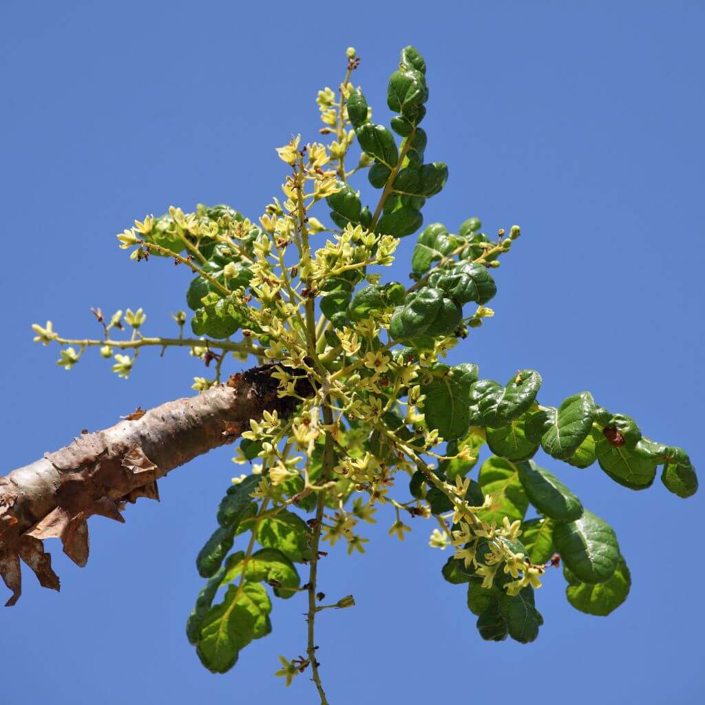HorseStraightsDirect Boswellia Powder