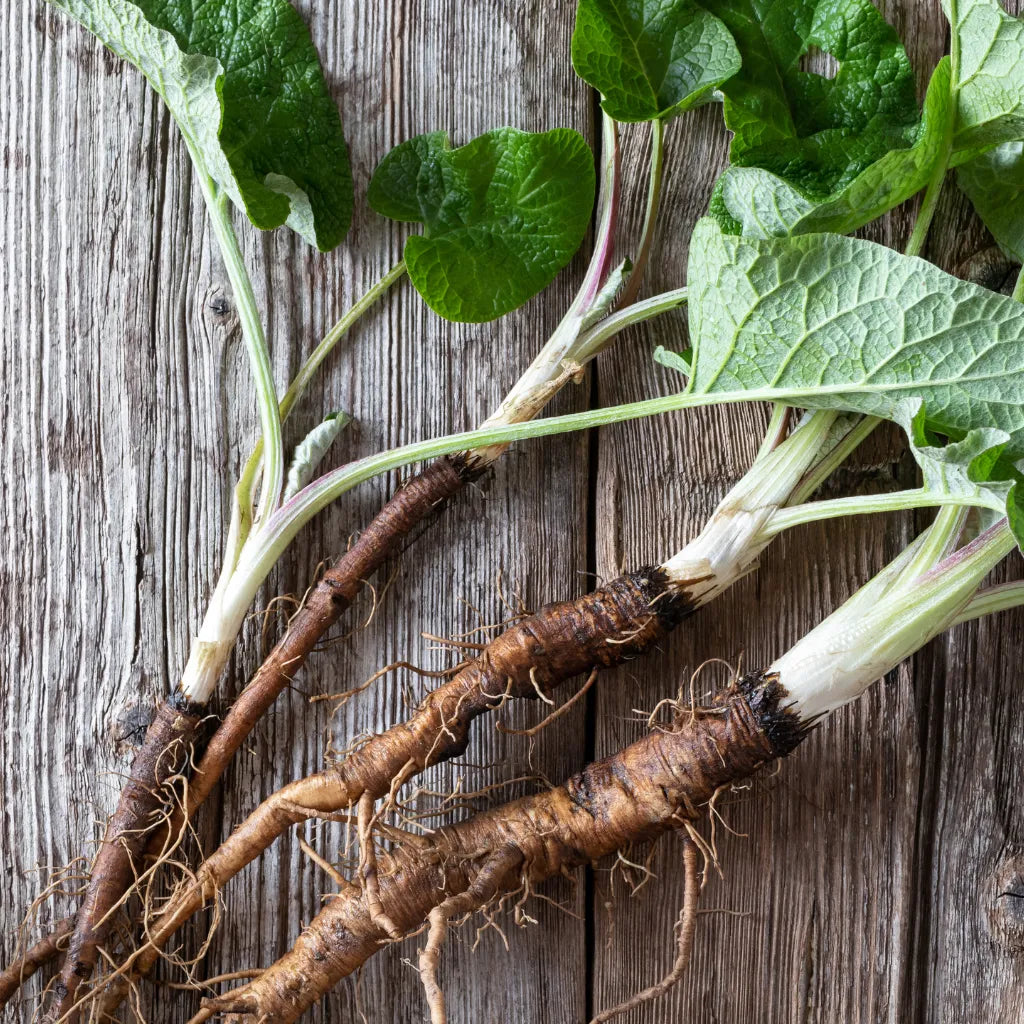HorseStraightsDirect Burdock Root