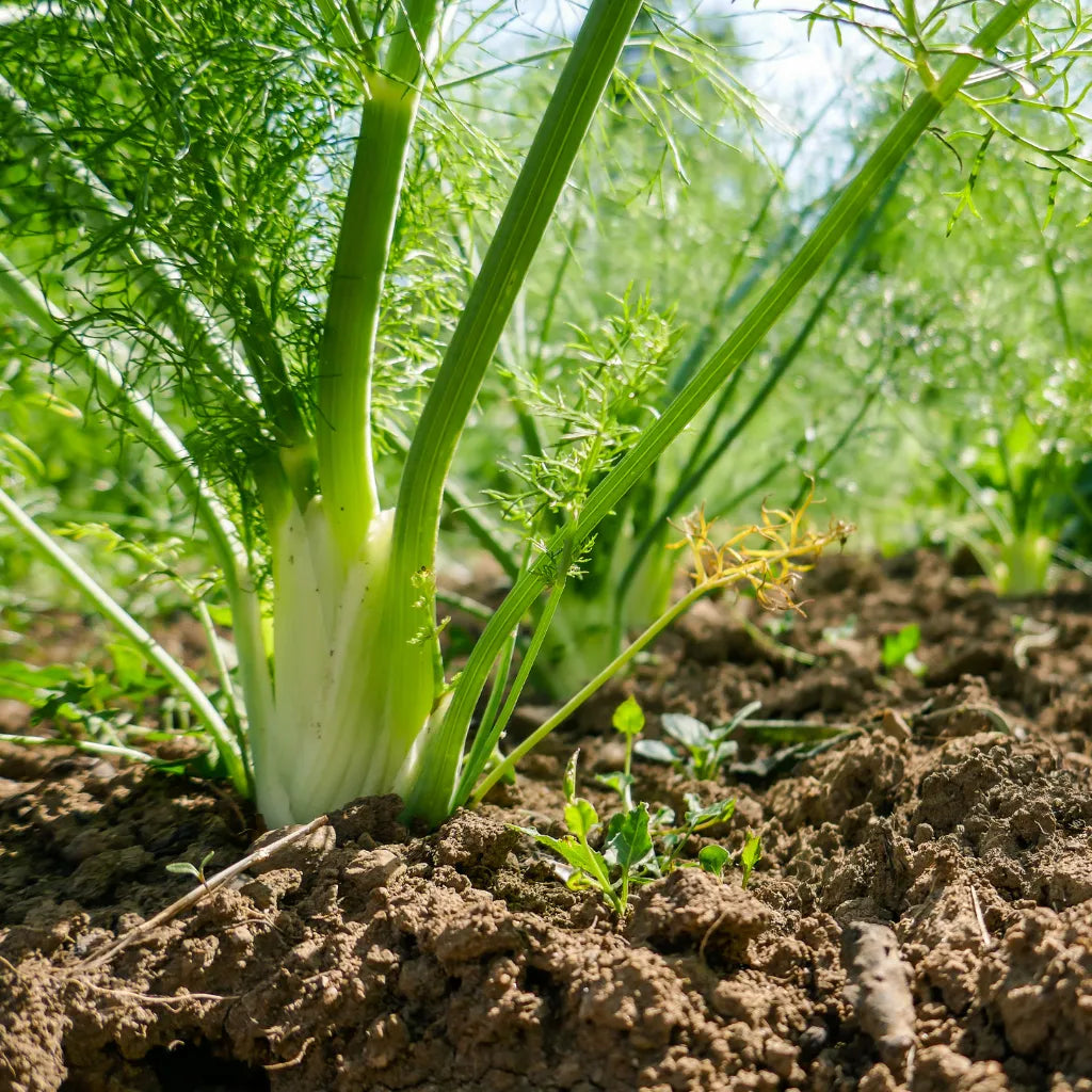 HorseStraightsDirect Fennel Seeds