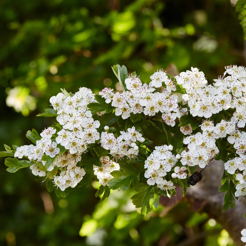 HorseStraightsDirect Hawthorn Flower & Leaf