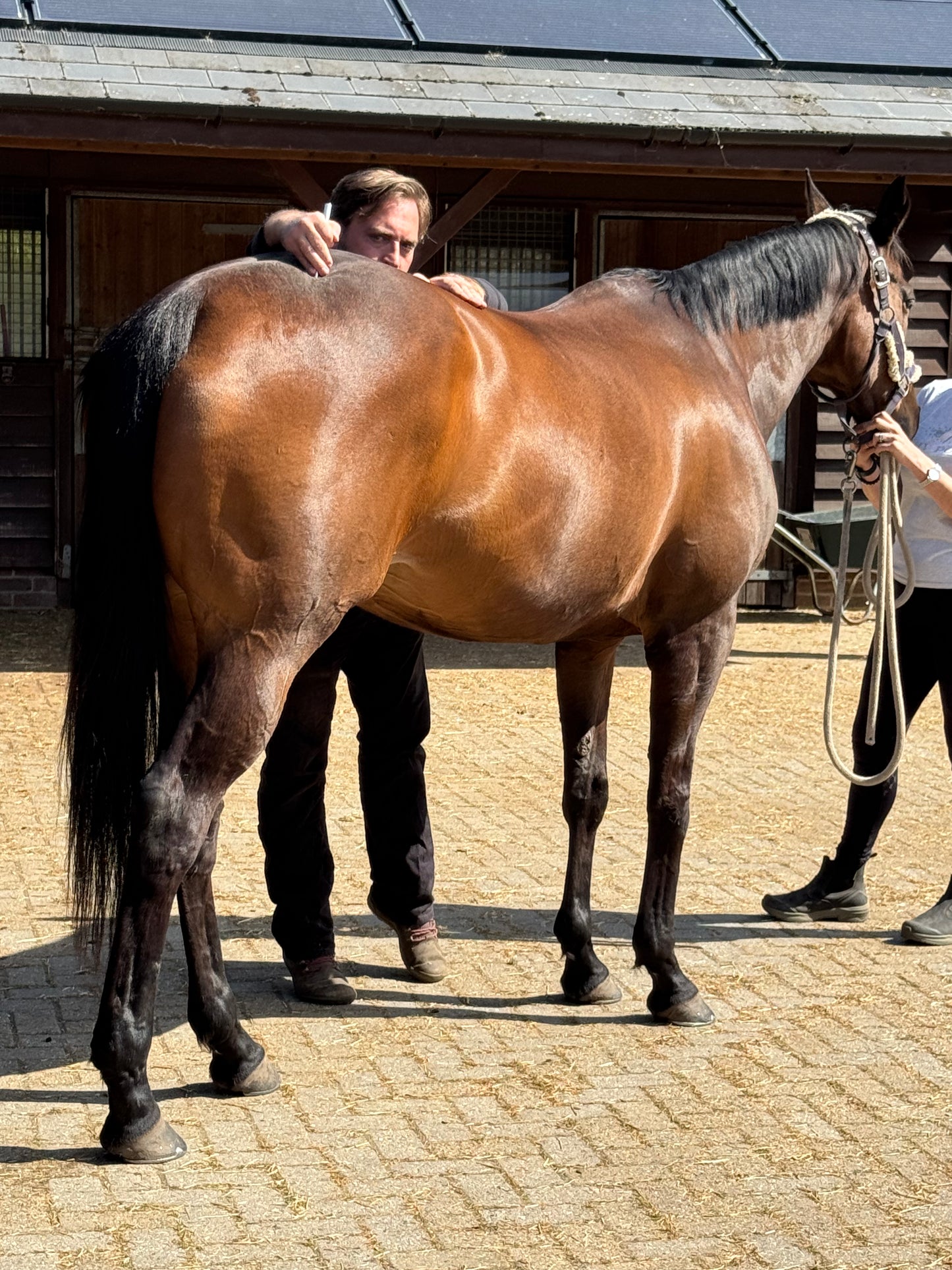 Is Your Horse Telling You Something? Movement, Health & Early Warning Signs - In-person Talk