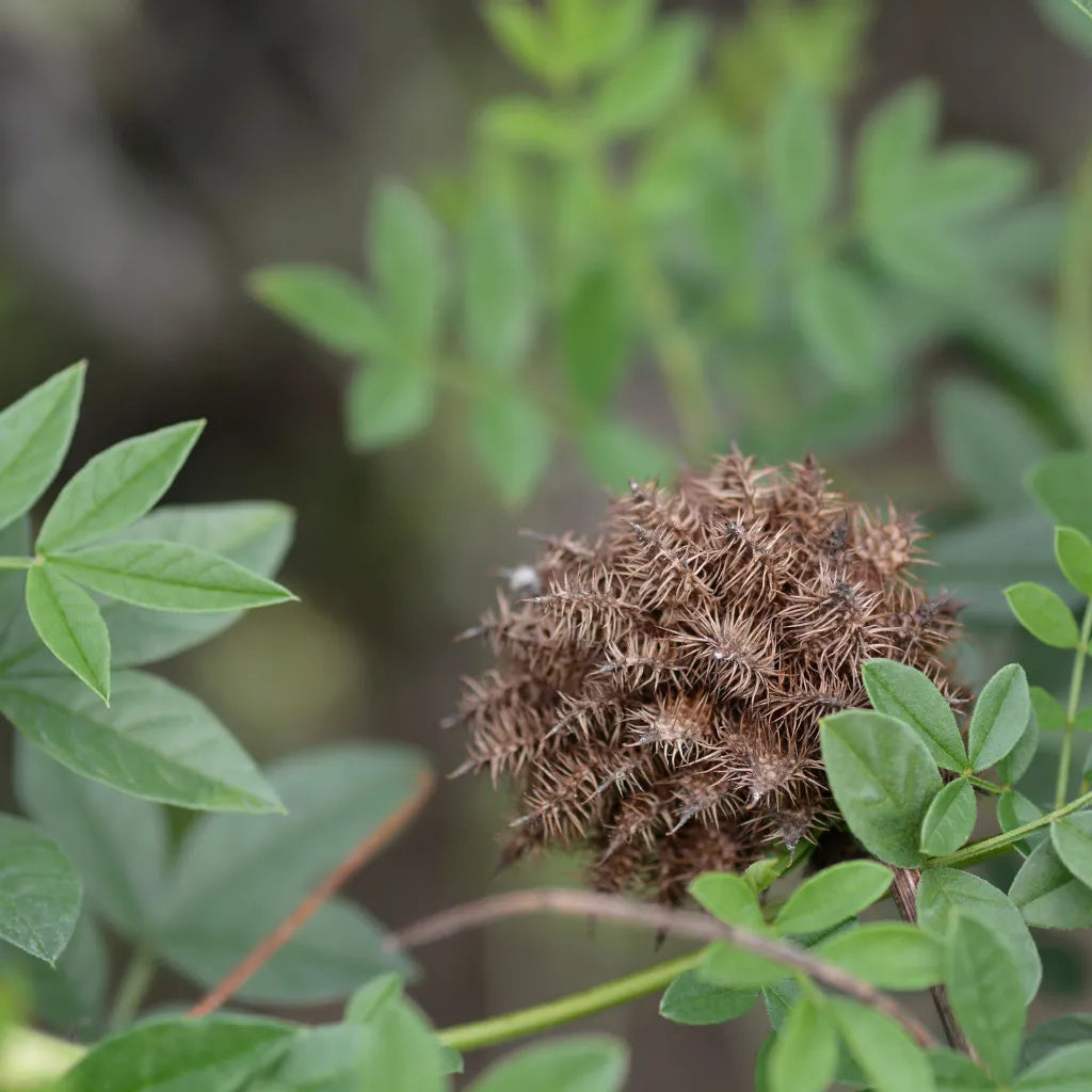 HorseStraightsDirect Liquorice Powder