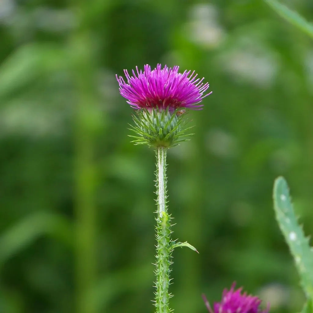 HorseStraightsDirect Milk Thistle Powder
