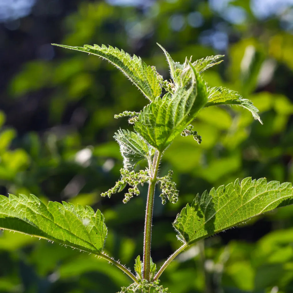 HorseStraightsDirect Nettle Leaf