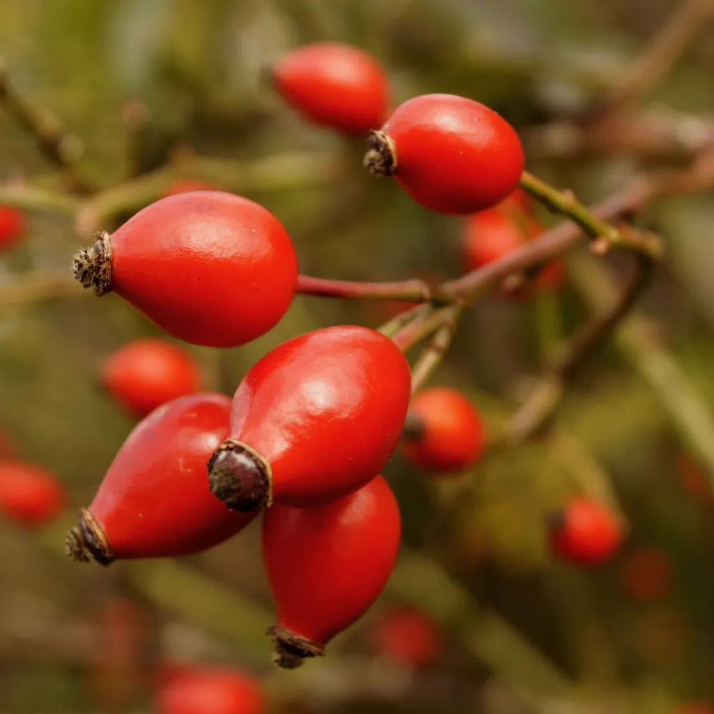 HorseStraightsDirect RoseHip Whole Berry