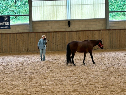 AlignmentHORSE Demonstration – In-Hand Conversations with Two Horses