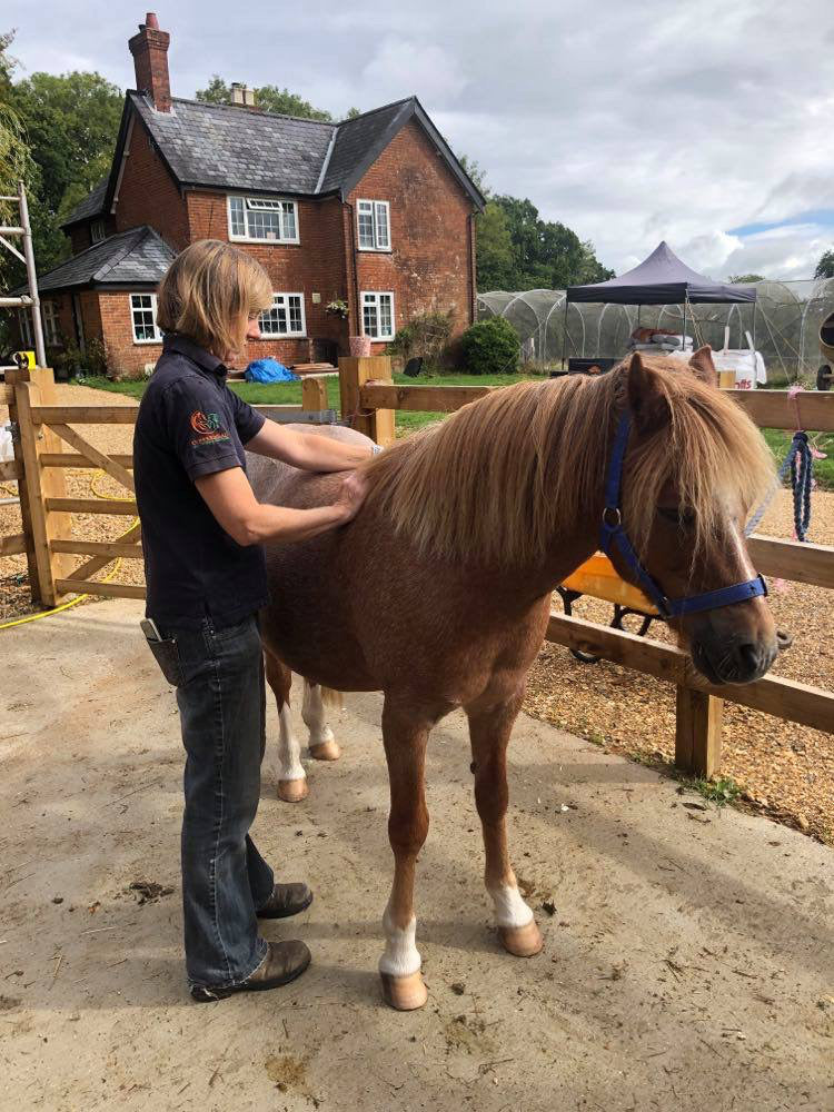 Combined Talk on Low Grade Laminitis & General Equine Body Issues - In-person Talk and Discussion