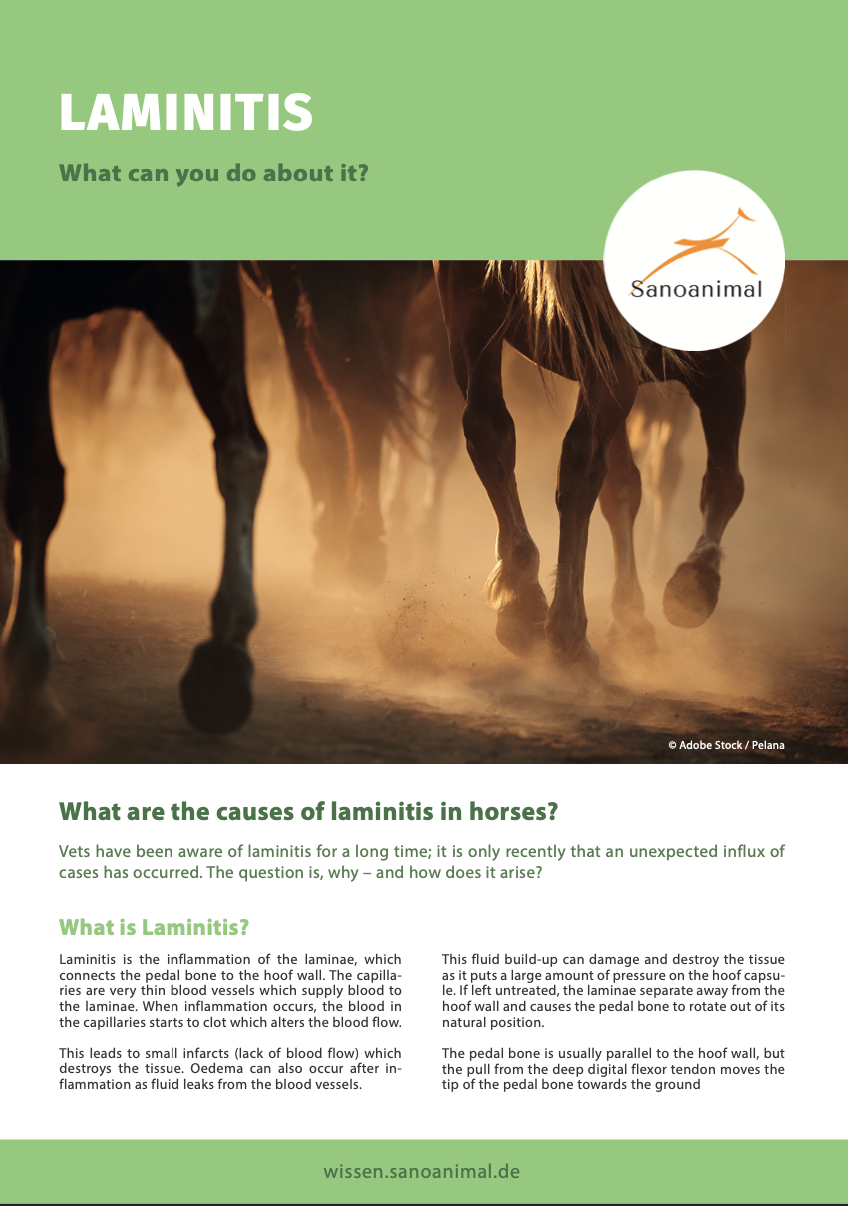 Factsheet Laminitis Coppermead Equestrian