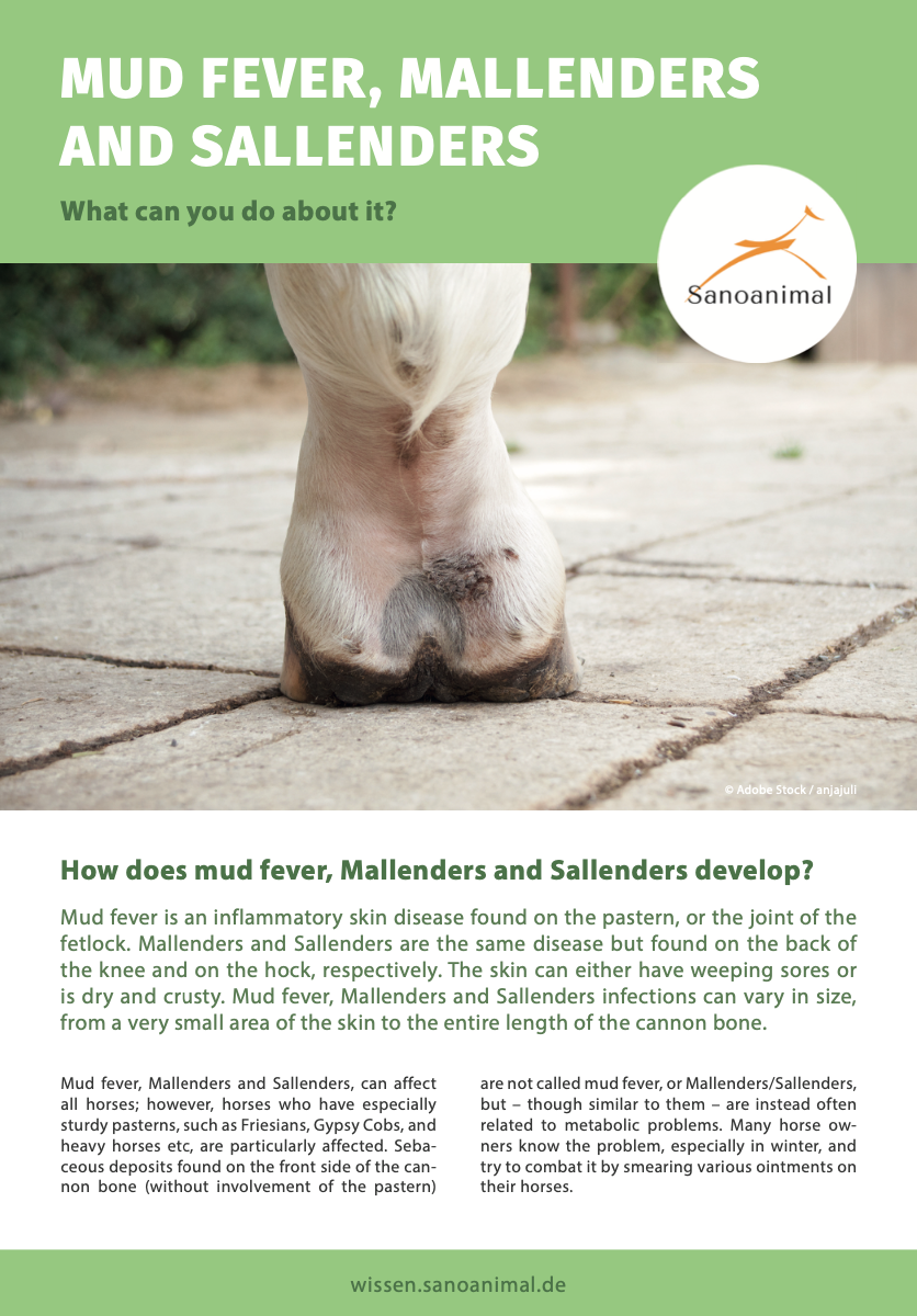 Factsheet - Mud Fever, Mallenders and Sallenders